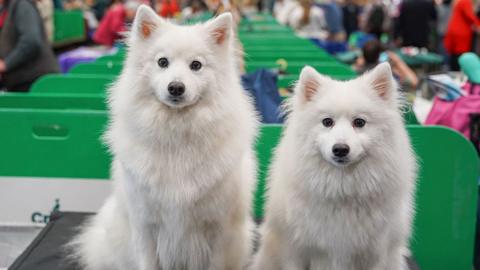 two fluffy white dogs at crufts