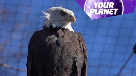 An eagle and the your planet logo