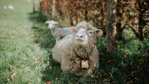 The image shows a sheep sitting in the grass next to a wire fence, looking up towards the sky. There is a lamb standing behind it looking in a different direction. There are brown bushes that can be seen behind the fence.