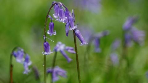 A close up of Bluebells with grass blurred out behind them.