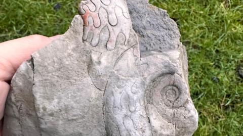 The fossil from 340 million years ago that was found in the White Peak