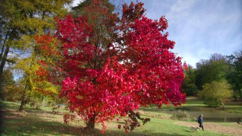 A man walks a dog in an autumn landscape beside water with a tree with red leaves in the foreground