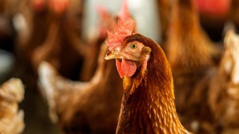 Brown laying hen with ruffled brown feathers and red comb standing in a commercial poultry farm.