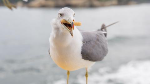 Gull eating a chip. 