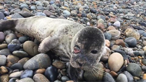 Seal with large gash under eye on beach