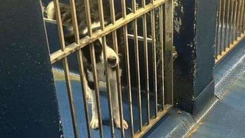 dog in kennel in derry