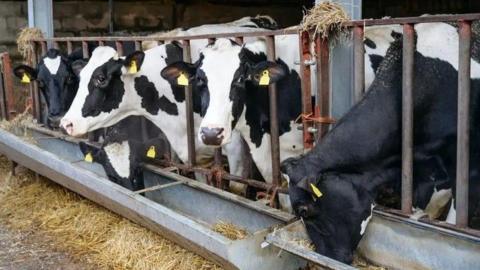 Four black and white cows lined up eating from a metal trough, there is hay beneath the trough