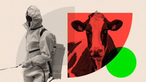 Montage showing a man in a protective suit and a cow