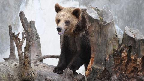 Officials in Slovakia say a 31-year-old woman from Belarus has died after she was chased by a bear in forest to the north of the country.