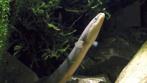 The European eel, shown here in a file photo, is an endangered species
