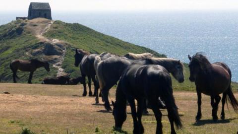 Ponies grazing in front of medieval chapel