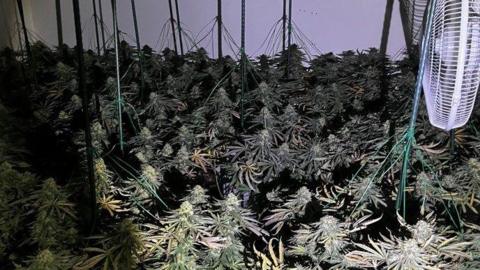 An indoor setup with many cannabis plants growing under artificial lights and a ventilation fan.