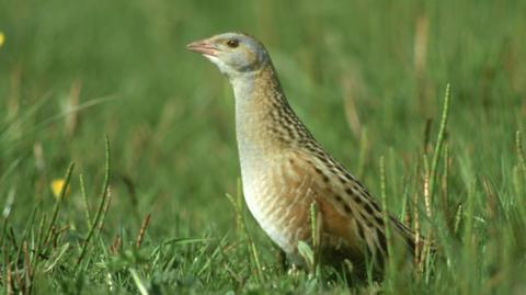 Corncrake sitting on grass