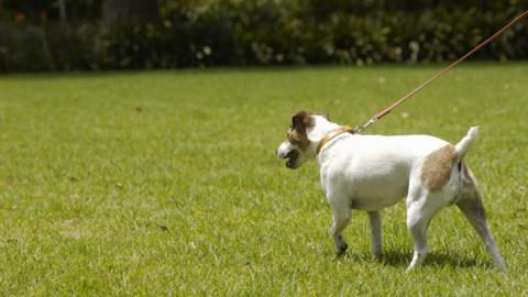 Dog on lead