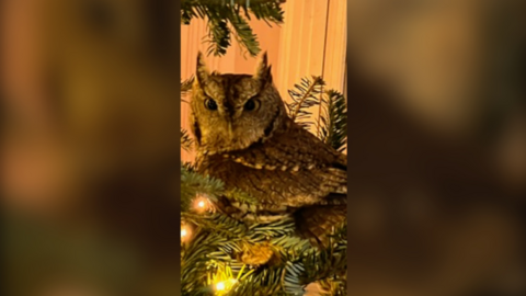 The owl in the tree