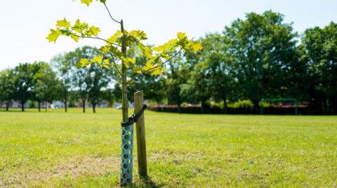 A sapling, covered in a blue protective cylinder, is attached to a wooden stump. the sapling is planted in a green field with trees and a dark green goalpost in the background