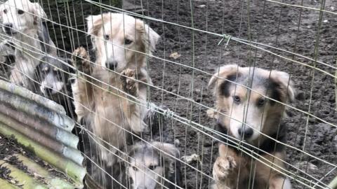 Some of the dogs rescued