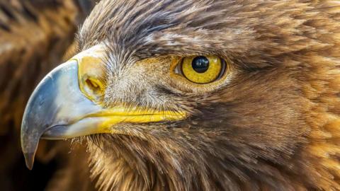 Close-up of a golden eagle