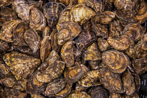 Oysters.