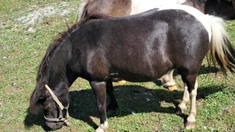 Pony bends down to eat grass in paddock