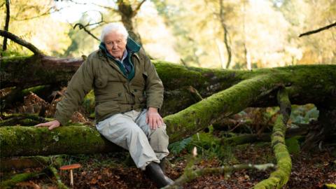 David Attenborough sat on a branch in a forest.