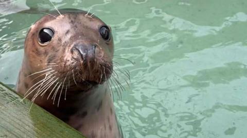 A brown seal pup with a head shining like copper. It has large dark eyes and silvery whiskers. It is looking out of a pool of green water