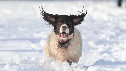  Finn, a Springer Spaniel enjoys the snow during Storm Eunice on February 18, 2022 in Portstewart, Northern Ireland. The Met Office has issued two rare, red weather warnings for the South and South West of England today as Storm Eunice makes landfall. Much of the rest of the UK is under amber and yellow warnings with winds up to 100 mph, rain and snow expected. This is the worst storm to hit the UK for three decades. (Photo by Charles McQuillan/Getty Images)