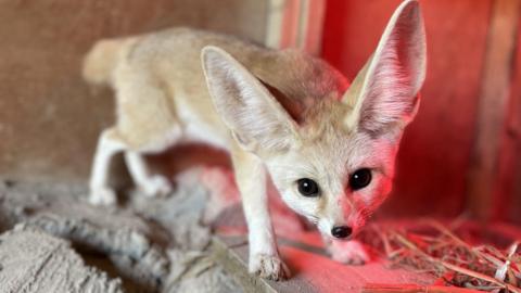 Fennec Fox