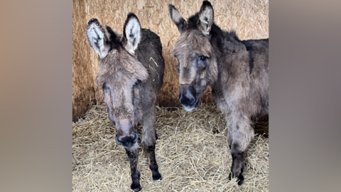 Two donkeys with brown fur and white ears. They look very sad and are cowering in a stable which is lined with straw.