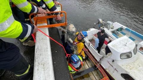 The retriever being hoisted by the coastguard team from the harbout