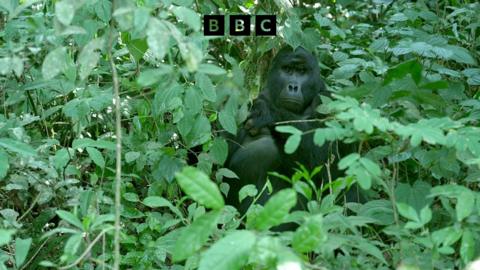 People Fixing The World: Back from the brink: Uganda’s gentle giants