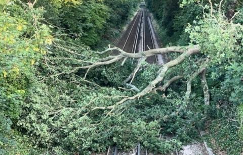 Railway line with large green leaved tree across the tracks.