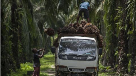 Workers during harvesting at a palm oil plantation area in Indonesia