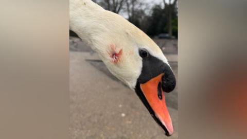 Image of a catapult shot injury on a swans neck.