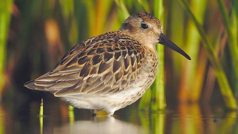 Dunlin at Forvie