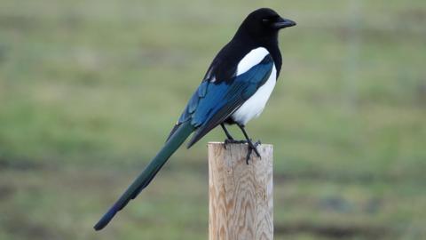 Magpie