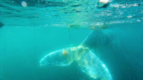 A whale tale entangled in fishing gear