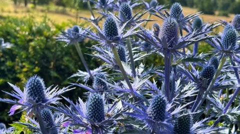 Some very blue alpine sea holly