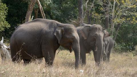 Forest elephant in Kerala on January 18, 2017