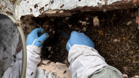 A close-up of beekeeper Steve Barrett's blue gloved hand reaching into a rectangular hole in a brick wall, packed with bees. Bees can be seen flying around ying around the hole and his head.