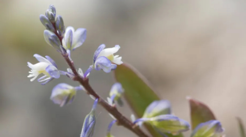 The image shows a close-up shot of a small purple and yellow plant.