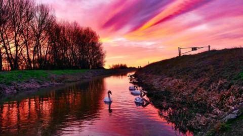 A view down a narrow waterway which has four mute swans on the right side of the water. On either side there are grassy banks and the sun is setting in the distance, creating a vivid pink and yellow sky.