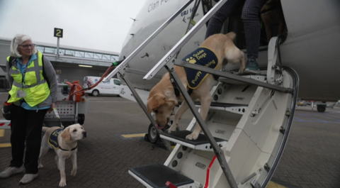 A dog walking down the stairs of a plane at Southampton Airport