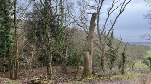 A partially felled tree along a forested path in Somerset