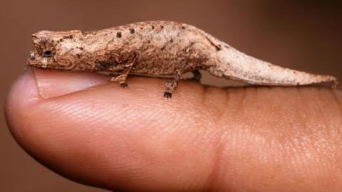 A tiny beige chameleon lying on someone’s finger. The length of the animal takes up around half the length of the finger.