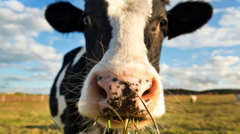 Close-up stock image of a black and white cow eating grass with a faded field on the background.