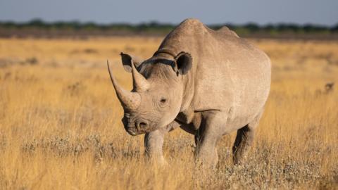 Black rhinoceros in yellow grassland in Etosha National Park