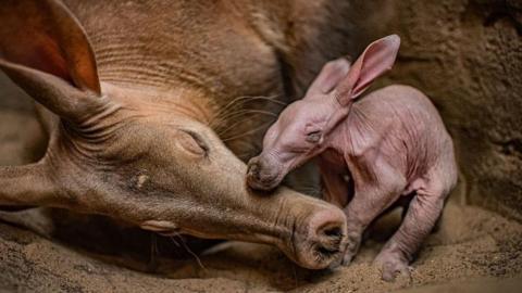 baby aardvark with its mother