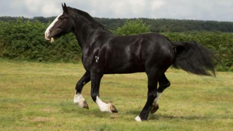 Caesar galloping