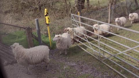 Sheep by a railway track